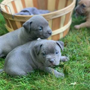 PITBULL  i´´; CACHORROS DISPONABLES PARA REGALO,./