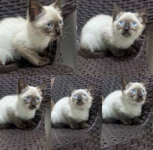 adorable gattito siamese de pura raza para adopción