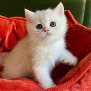 Gatitos scottish fold asequibles disponibles Contactam