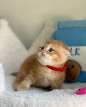 Gatitos scottish fold asequibles disponibles Contactame