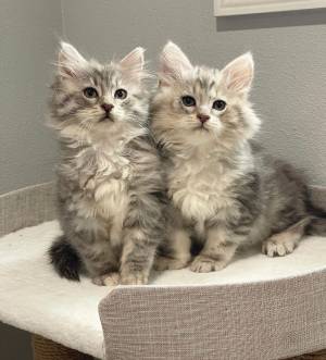 Gatitos siberianos asequibles disponibles ahora Contáct