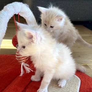gatito maine coon macho y hembra en adopcion envíanos u