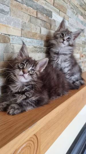 Gatito maine coon macho y hembra disponible  Contácteme
