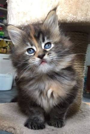 bnnm IMPRESIONANTES GATITOS MAINE COON PARA ADOPCION