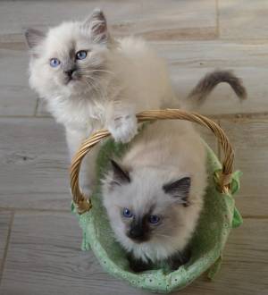solo dos adorables gatitos ragdoll disponibles Contácta
