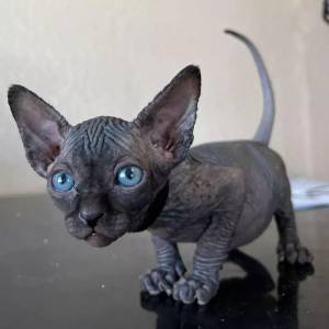 adorable gatita sphynx disponibles Contactame solo por