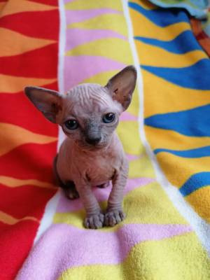 adorable gatita sphynx disponibles Contactame solo por