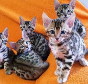 gatito de bengala de pura raza asequible para comprar C