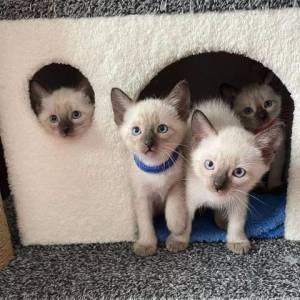 SIAMES l,/ GATITOS REG(streilleybiancco@gmail.com)