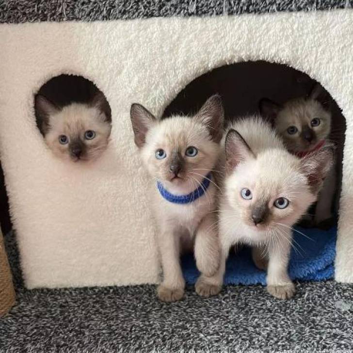 wq SIAMES /´´ GATITOS REG(streilleybiancco@gmail.com)
