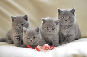 GATITOS ,// DE BRITÁNICO CABELLO CORTO