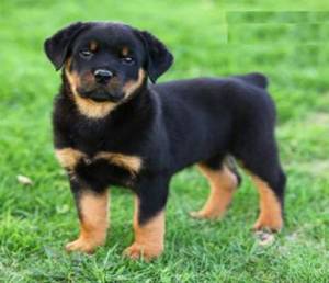 Regalo Cachorros Rottweiler =.;..
