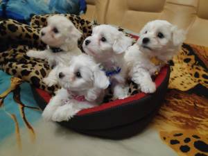 BICHON MALTESA❤️ ❤️cachorros para Regalo macho y hembr