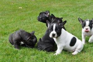 Bulldog franes❤️ cachorros disponables para adopcion