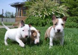 Bullterrier ❤️ cachorros disponables para adopcion