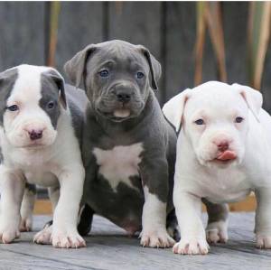 PITBULL /. CACHORROS DISPONABLES PARA REGALO,./