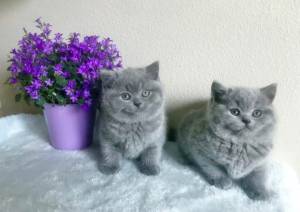 Gatito británico de pelo corto asequible disponible Con