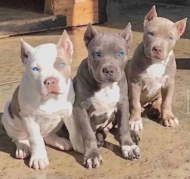 Hermosos cachorros pitbull disponibles Adorable cachorr