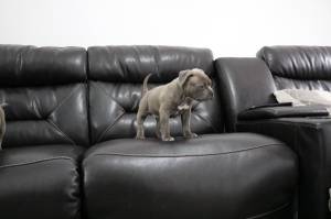 Cachorros de Pitbull muy dulces disponibles