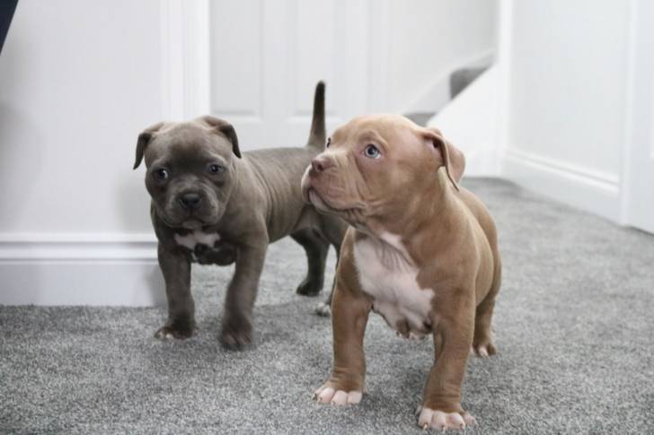 Cachorros Pitbull machos y hembras--