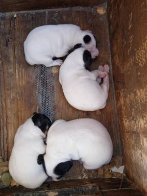 Cachorros bodeguero