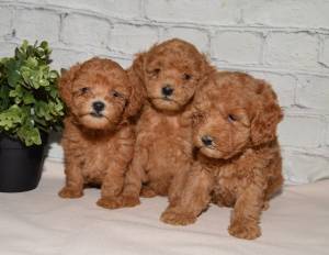 Cachorro de caniche toy asequible disponible Contácteme