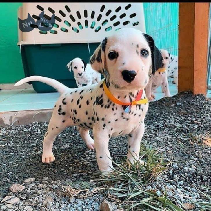 adorable cachorrito dálmata disponible Contactame solo