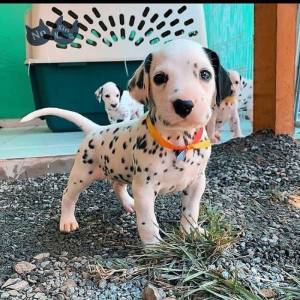 adorable cachorrito dálmata disponible Contactame solo