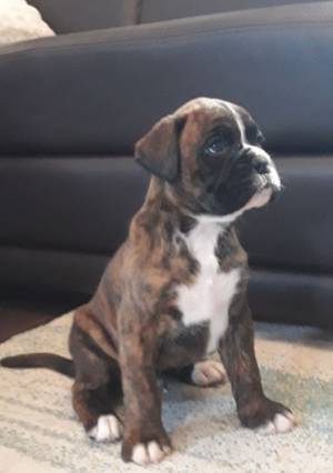Cachorro boxer asequible disponible Contactame solo po