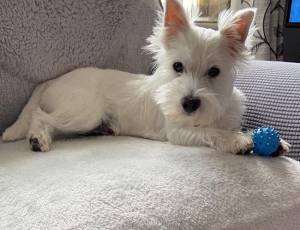 Cachorros westies machos y hembras