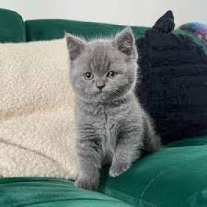 GATITOS. DE BRITÁNICO CABELLO CORTO