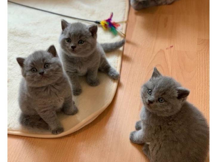 GATITOS DE  k BRITÁNICO CABELLO CORTO
