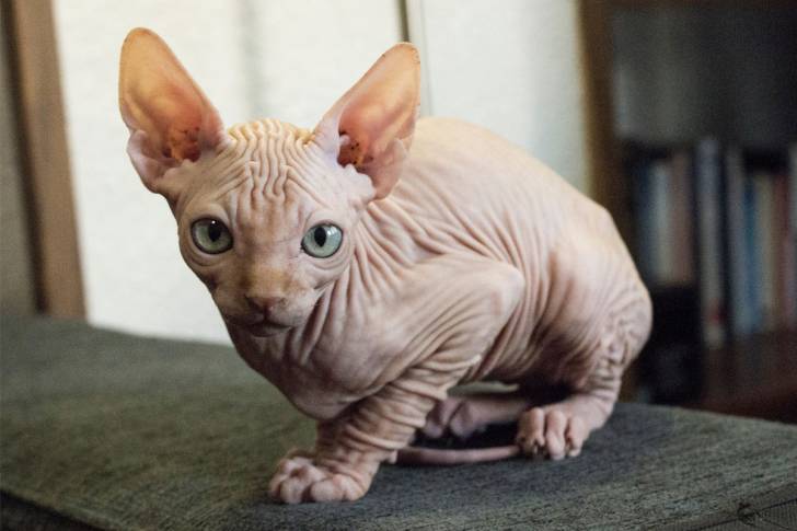 Preciosa camada, ; alegres y afectuosos Sphynx gatitos
