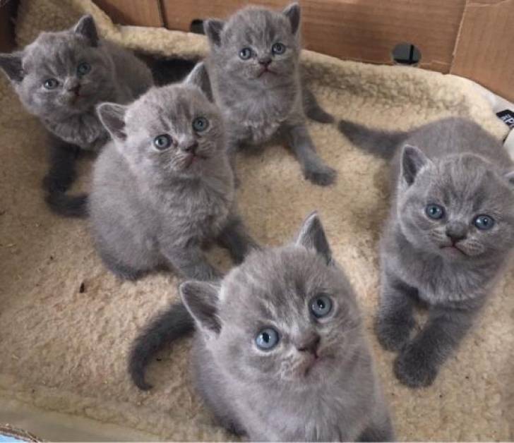 GATITOS DE  z BRITÁNICO CABELLO CORTO