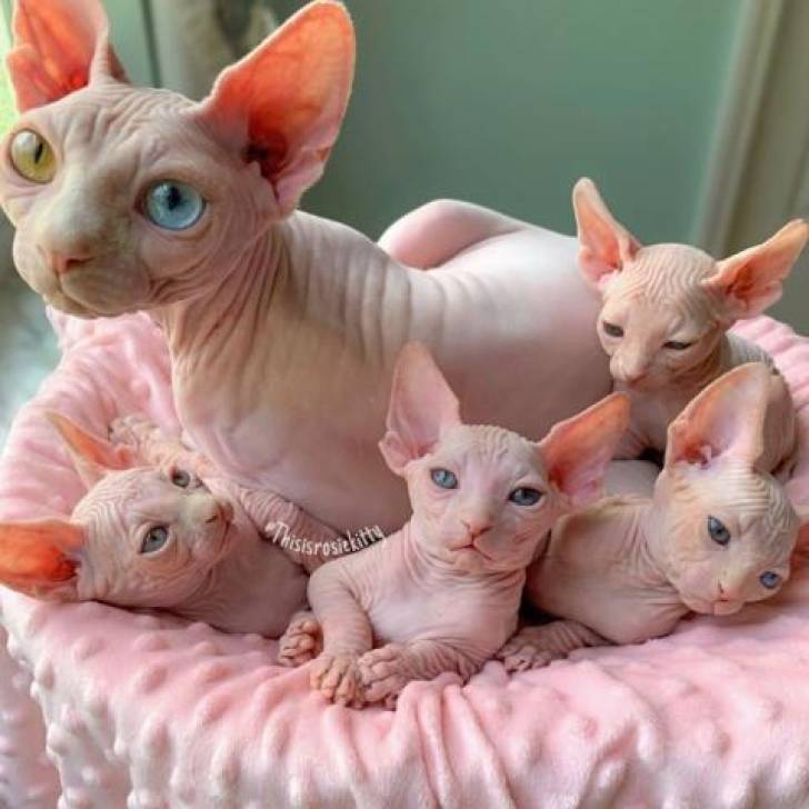 Preciosa camada, alegre s y afectuosos Sphynx gatitos