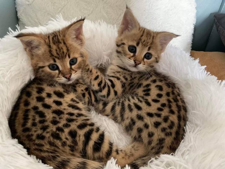 Regalo Gatitos Savannah Disponibles .*.,mnb
