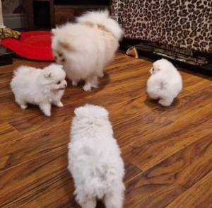 REGALO CACHORROS DE LUL.U POMERANIA  MACHO Y HEMBRA :