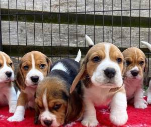 REGALO CACHORRO.S DE BEAGLE MACHO Y HEMBRA  çç9