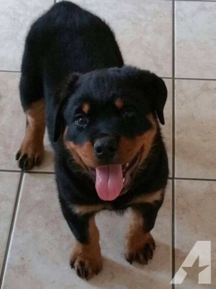 Regalo Cachorros Rottweiler .+,..,/´;lk