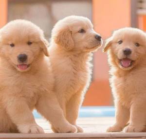simpáticos cachorros golden retriever para adopción Her