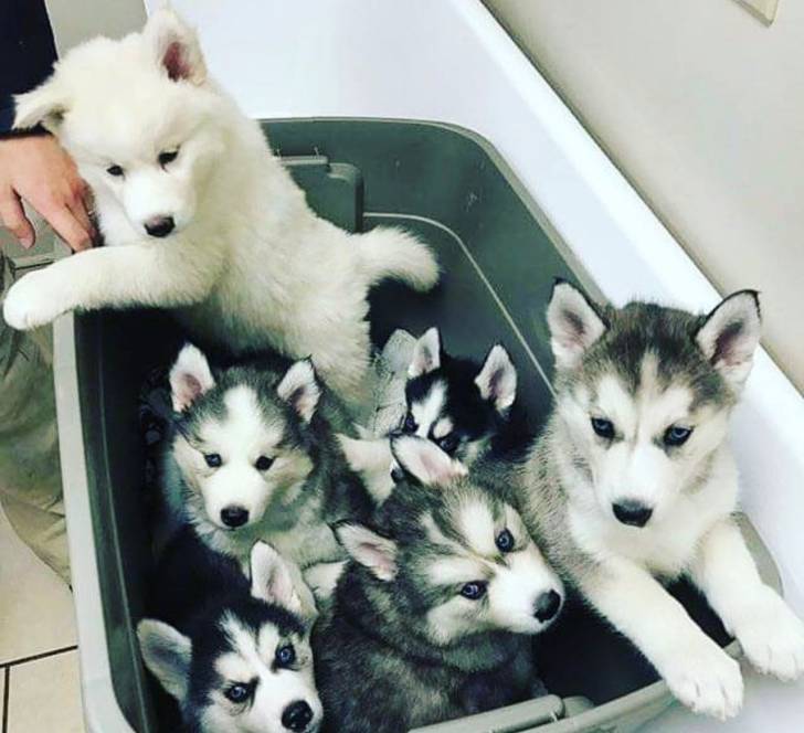 EXCELENTES CACHORROS HUSKY SIBERIANO EN ADOPCIÓN lindos