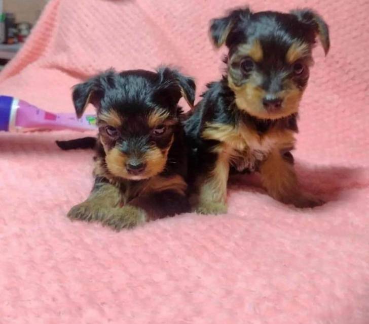cachorros de yorkshire terrier miniatura asequibles dis
