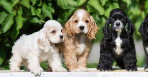 Cachorros cocker spaniel de pura raza asequibles dispo