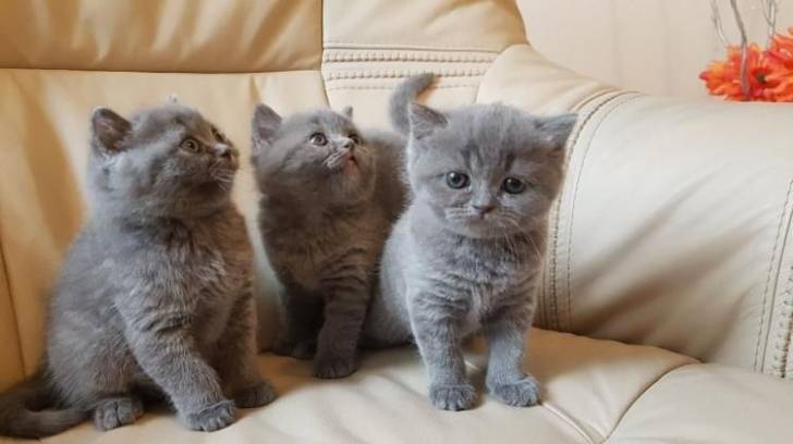 kul GATITOS DE BRITÁNICO CABELLO CORTO