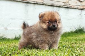 _regalo cachorros pomerania totalmente vacunadosT