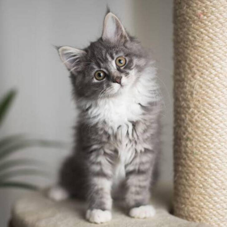 **Regalo  Gatitos Maine Coon Disponibles.;...