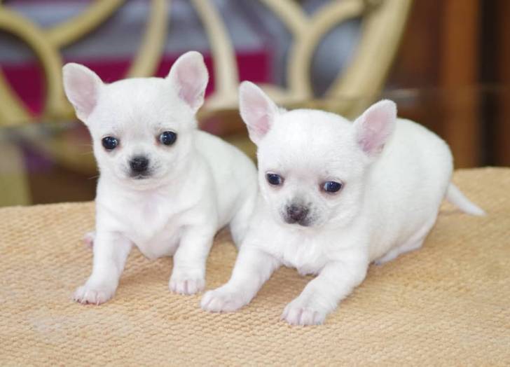 cachorros chihuahua disponibles//