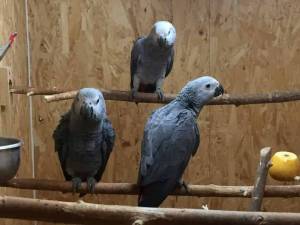 Regalo Preciosos loros Grises Africanos.*.;;.;