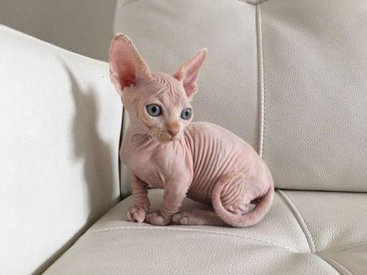 Preciosa camada, alegres yc afectuosos Sphynx gatitosdf