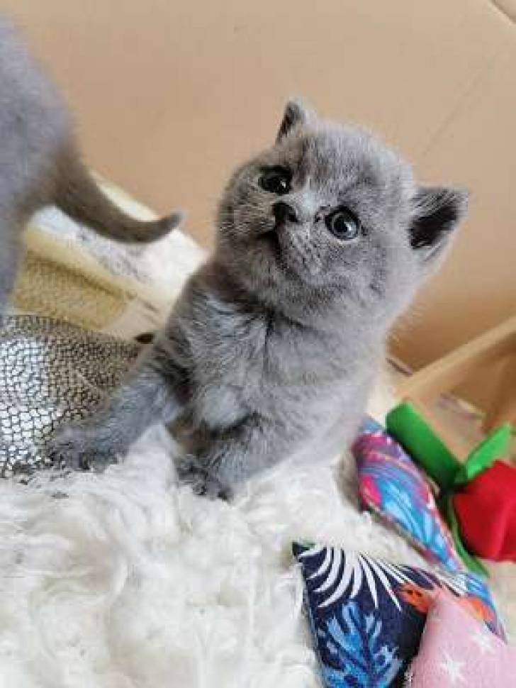 d GATITOS DE BRITÁNICO CABELLO CORTO